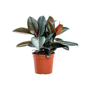 Ficus elastica 'Abidjan'