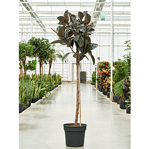 Ficus elastica 'Abidjan'