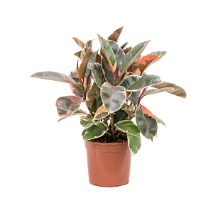 Ficus elastica 'Belize'