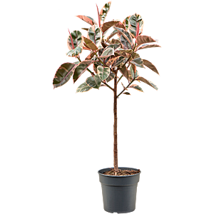 Ficus elastica 'Belize'
