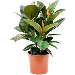 Ficus elastica 'Robusta'