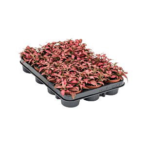 Fittonia 'Forest Flame' 12/tray