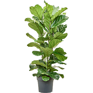 Ficus lyrata