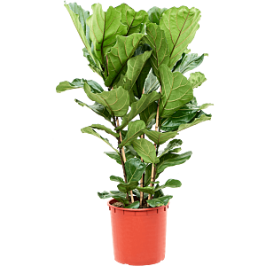 Ficus lyrata