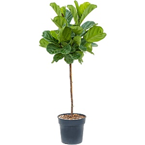 Ficus lyrata