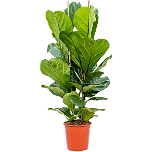 Ficus lyrata