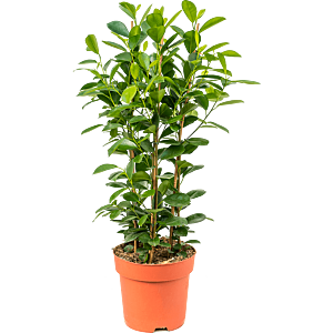 Ficus microcarpa 'Moclame'
