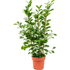 Ficus microcarpa 'Moclame'