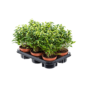 Ficus benjamina 'Natasja' 6/tray