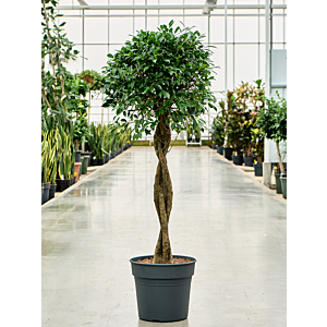 Ficus microcarpa ‘Nitida’