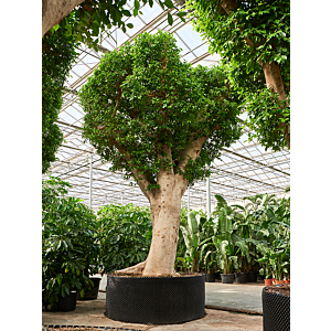Ficus microcarpa ‘Nitida’