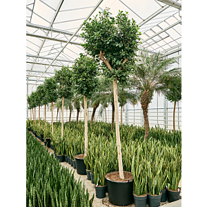 Ficus microcarpa 'Nitida'