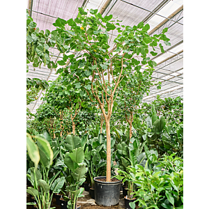 Ficus religiosa (400-500)