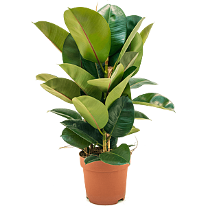 Ficus elastica 'Robusta'