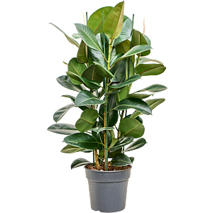 Ficus elastica 'Robusta'