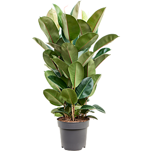 Ficus elastica 'Robusta'