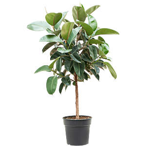 Ficus elastica 'Robusta'