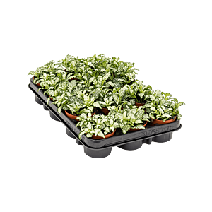 Fittonia 'White Tiger' 12/tray