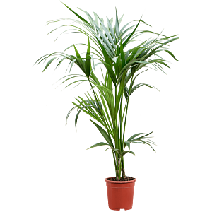 Kentia (Howea) forsteriana