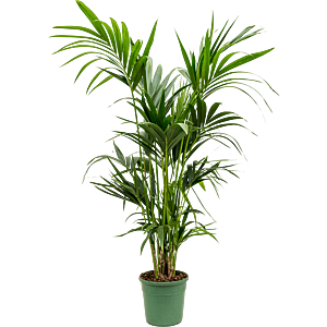 Kentia (Howea) forsteriana