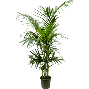 Kentia (Howea) forsteriana