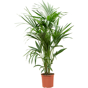 Kentia (Howea) forsteriana