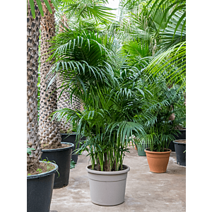 Kentia (Howea) forsteriana