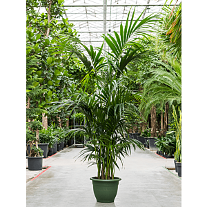 Kentia (Howea) forsteriana