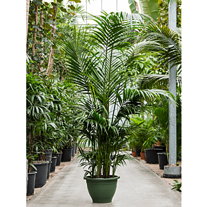 Kentia (Howea) forsteriana