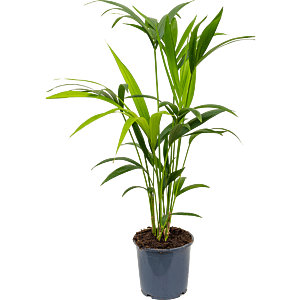 Kentia (Howea) forsteriana