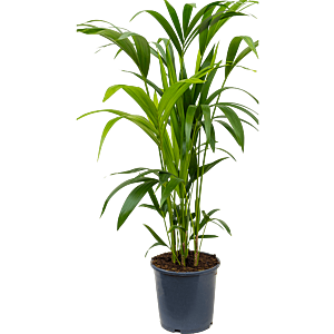 Kentia (Howea) forsteriana