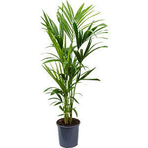 Kentia (Howea) forsteriana