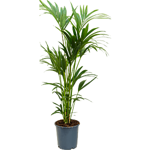 Kentia (Howea) forsteriana