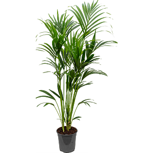 Kentia (Howea) forsteriana