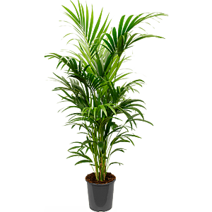 Kentia (Howea) forsteriana