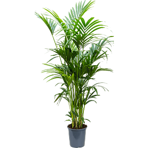 Kentia (Howea) forsteriana