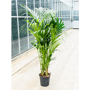 Kentia (Howea) forsteriana