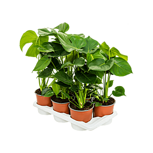 Monstera deliciosa 6/tray