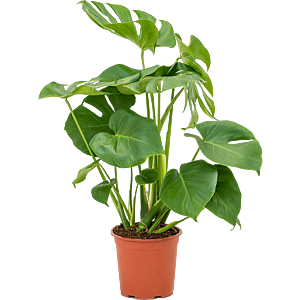 Monstera deliciosa