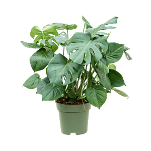 Monstera deliciosa