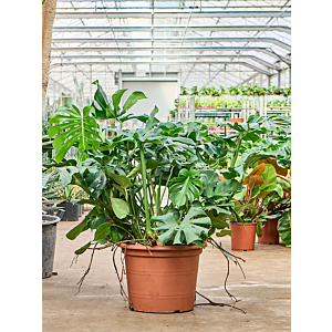 Monstera deliciosa