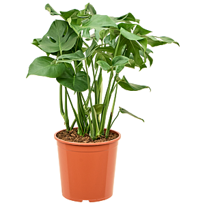 Monstera deliciosa