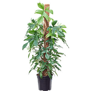 Philodendron 'Florida Beauty'