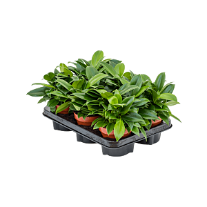 Philodendron 'Green Princess' 6/tray