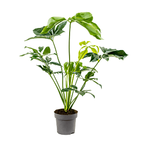 Philodendron 'Green Wonder'