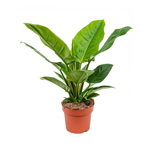Philodendron 'Imperial Green'