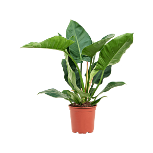 Philodendron 'Imperial Green'