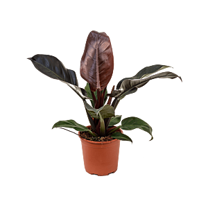 Philodendron 'Imperial Red'