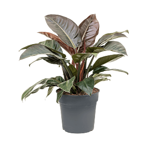 Philodendron `Imperial Red'