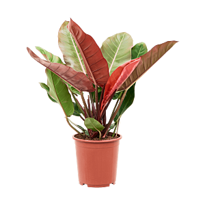 Philodendron 'Prince of Orange'